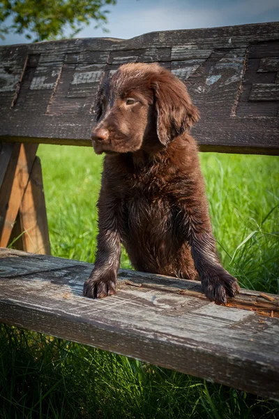 Cachorro recuperador de capa plana — Foto de Stock