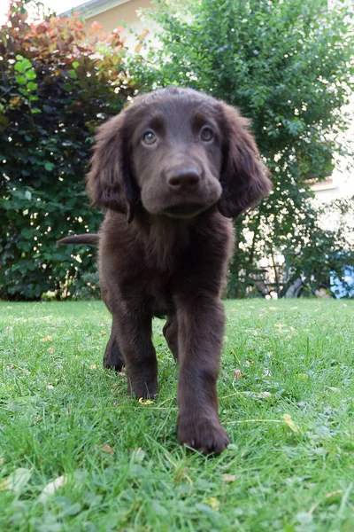 Cachorro recuperador de capa plana — Foto de Stock