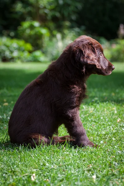 Flat-Coated Retriever Puppy — Stock Photo, Image