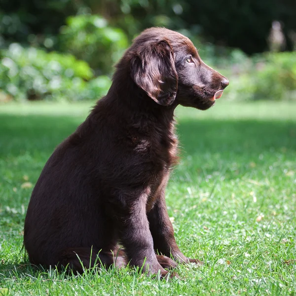 Düz - kaplamalı retriever köpek yavrusu — Stok fotoğraf