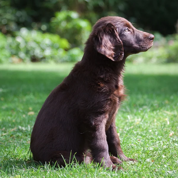 Επίπεδης – με επικάλυψη retriever κουτάβι — Φωτογραφία Αρχείου