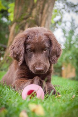 Düz boyalı retriever köpek yavrusu