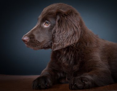 Stüdyo, portre köpek yavrusu
