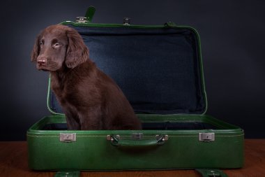 köpek yavrusu tatile gider.