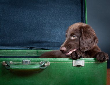köpek yavrusu tatile gider.