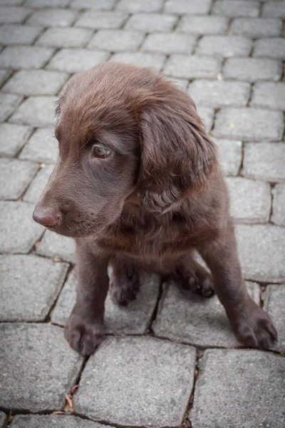 Flat Coated Retriever Puppy — Stock Photo, Image