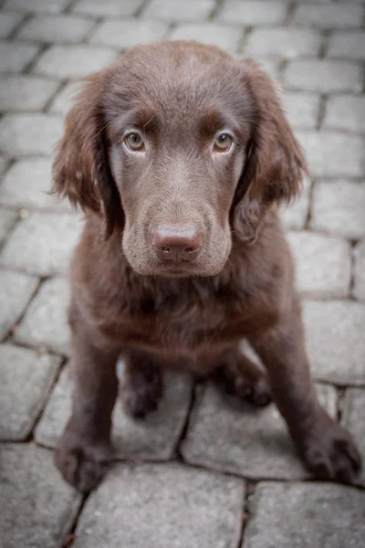 Flat coated retrieverem štěně — Stock fotografie