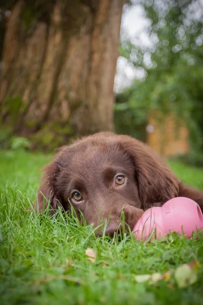 Düz boyalı retriever köpek yavrusu