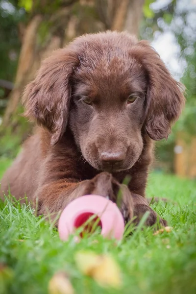 Düz boyalı retriever köpek yavrusu — Stok fotoğraf