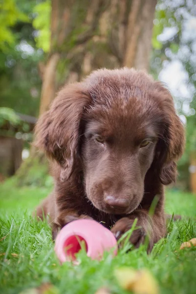 Plana recubierto recuperador cachorro —  Fotos de Stock