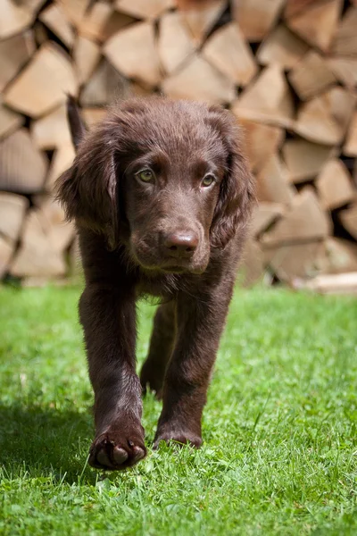 Plano Revestido Retriever Filhote de cachorro — Fotografia de Stock