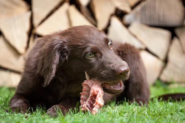 Puppy it a chicken carcass — Stock Photo, Image