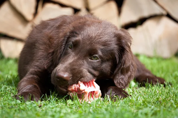 Filhote de cachorro ele uma carcaça de frango — Fotografia de Stock