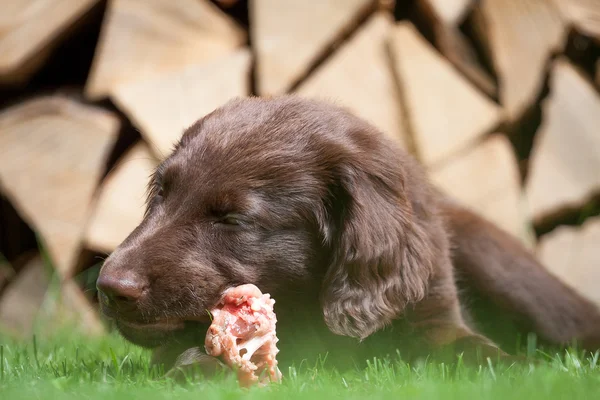 Cachorro es un cadáver de pollo —  Fotos de Stock