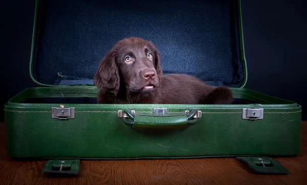 köpek yavrusu tatile gider.