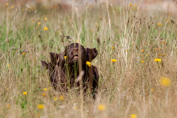 Düz boyalı retriever köpek yavrusu — Stok fotoğraf