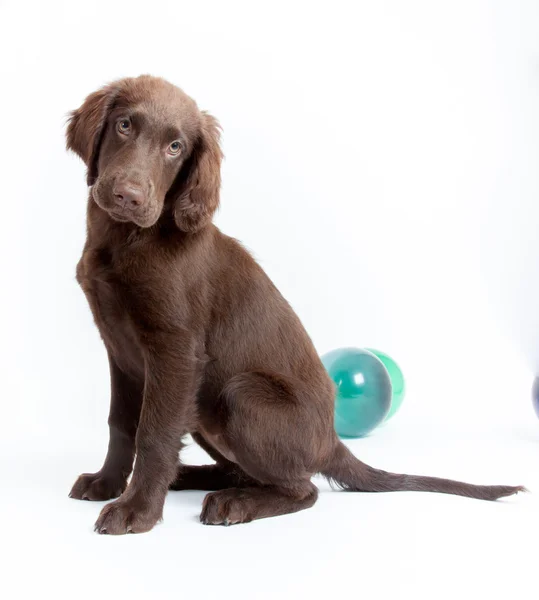 stüdyoda köpek yavrusu