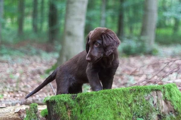 Cachorro en el bosque —  Fotos de Stock