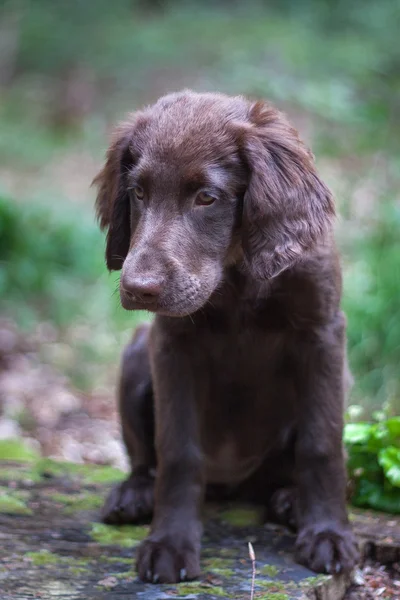 Ormanda köpek yavrusu — Stok fotoğraf