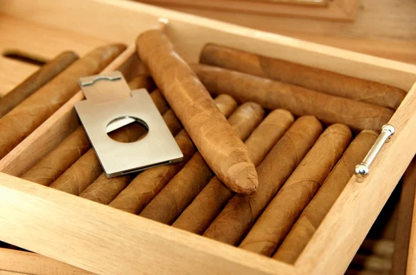Sammlung von Zigarren im offenen Humidor. — Stockfoto