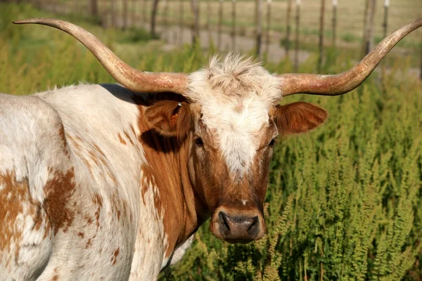 Longhorn ko — Stockfoto