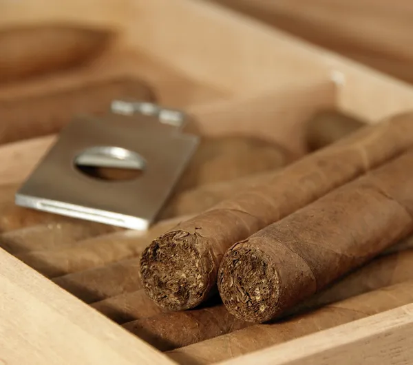 Cigars in humidor — Stock Photo, Image