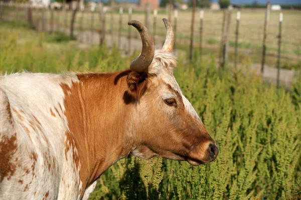 Longhorn cow — Stock Photo, Image