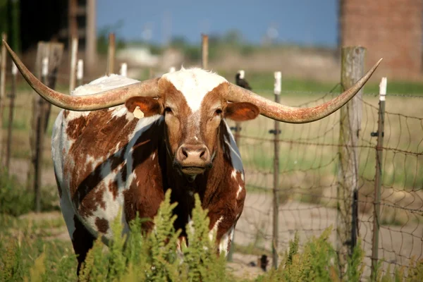 Texas mucca cornuto lungo Fotografia Stock