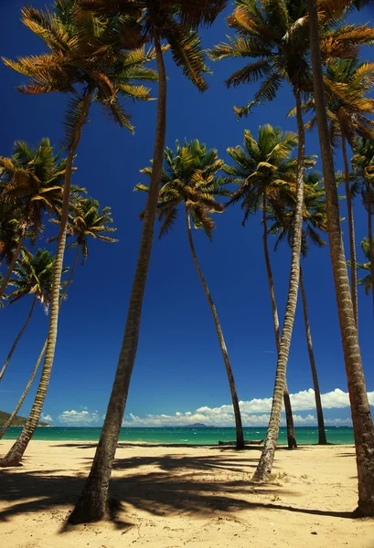 Palme su una spiaggia Foto Stock Royalty Free