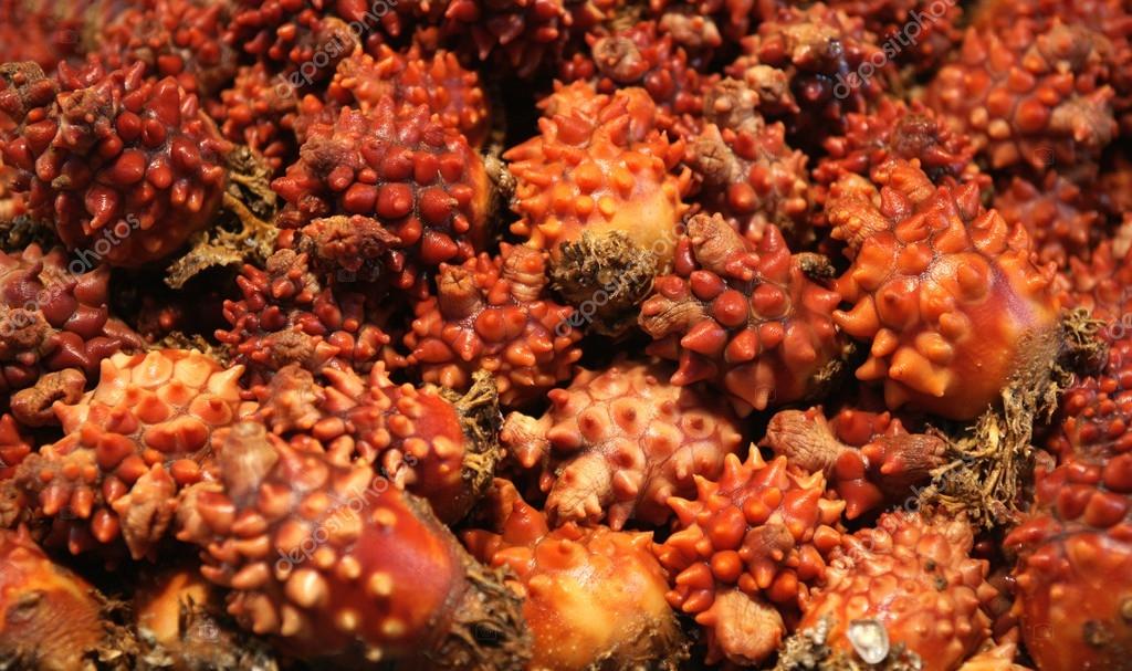 Sea squirt korean food
