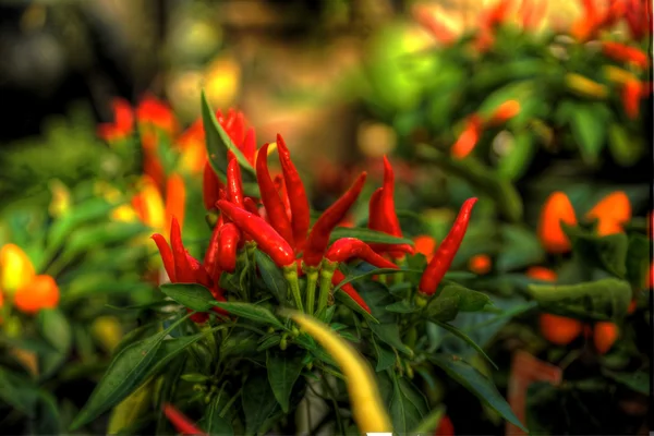 Paprika merah ornamental — Stok Foto