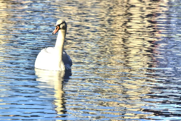 Swan i lake eola — Stockfoto