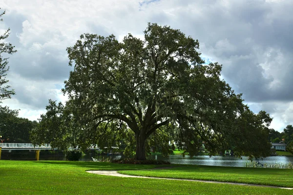 Park çok meşe ağacı — Stok fotoğraf