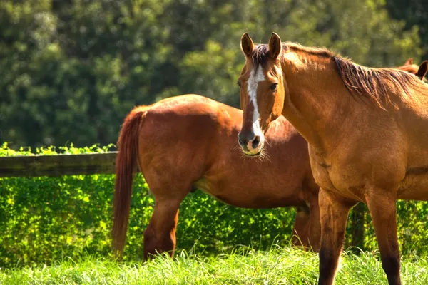 Cavalos em pastagem Imagens De Bancos De Imagens