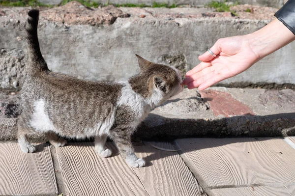 Une main féminine caresse un petit chat. Chaton sans abri — Photo