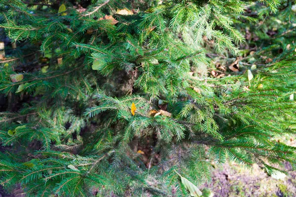 Grüne Tannenzweige. Nahaufnahme der Tanne im Wald — Stockfoto