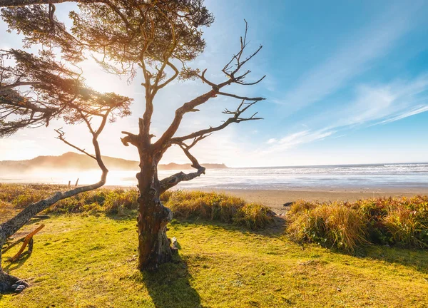 Pasifik sahil şeridi, sahil ve Pasifik Okyanusu manzaralı. Büyük doğa fotoğrafı okyanus, tatil ve seyahat merkezleri içeren projeler için uygundur. Tofino İngiliz Kolombiyası.