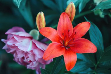 Orman zambağı ve dağ şakayığı. PlantLilium philadelphicum, ahşap zambak, Philadelphia zambağı, çayır zambağı veya batı kızıl zambağı olarak da bilinir. Çiçek kavramı ve geçmişi. Görüntü özellikle bir blog yazısı, düğün kırtasiyesi için mükemmel