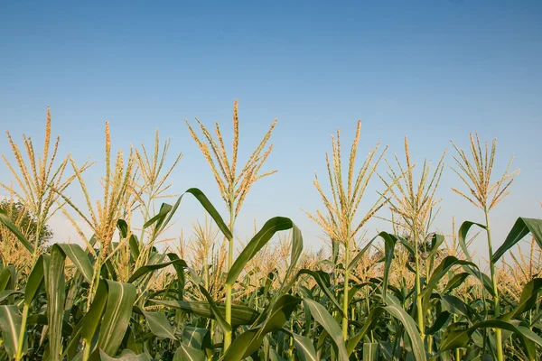 Maize farm — Stock Photo, Image
