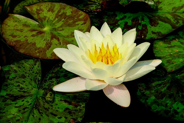 Vita blommande lotus — Stockfoto