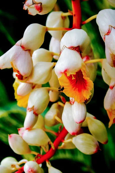 Närbild massa orchid — Stockfoto