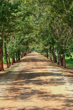 Ormana giden yol