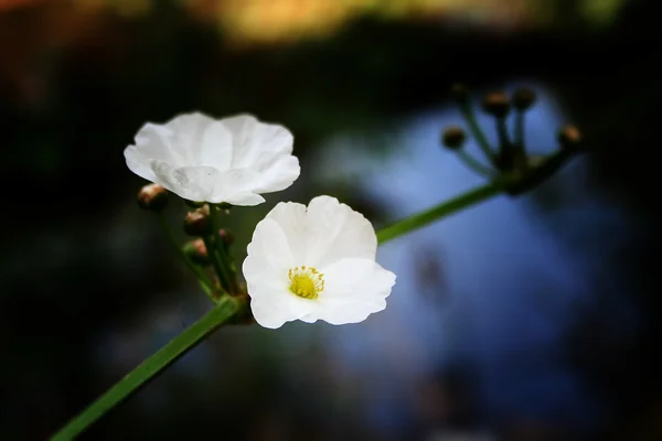 Weiße Blume und grüner Zweig — Stockfoto