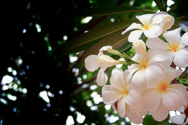 Plumeria białe tło — Zdjęcie stockowe