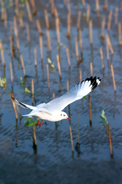 Möwen fliegen — Stockfoto