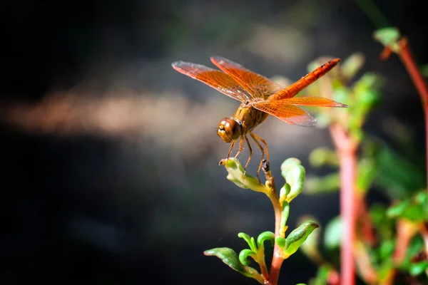 Orange Dragonfly Stock Photo