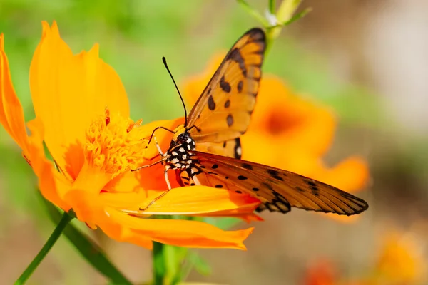 Orange Butterfly Suck Flower — Stock Photo, Image