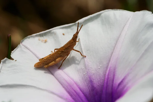 Tiny Brown Grasshopper — Stock Photo, Image