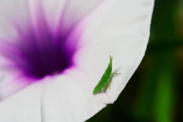 Tiny Green Grasshopper — Stock Photo, Image