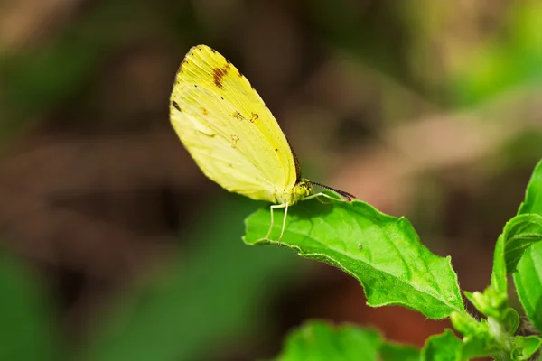 Yellow Butterfly on Leaf — Stock Photo, Image